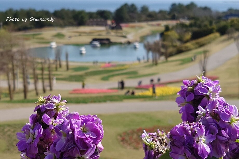 明石海峡公園の春の花-01