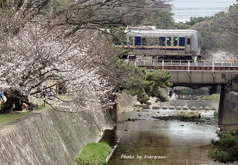 夙川公園の桜-01