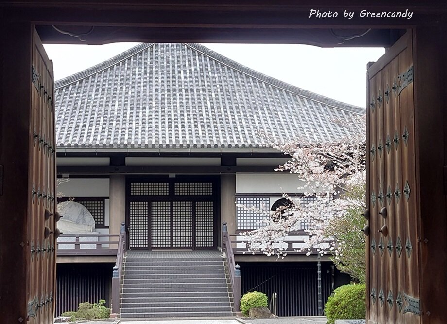 ねねの道の桜-03