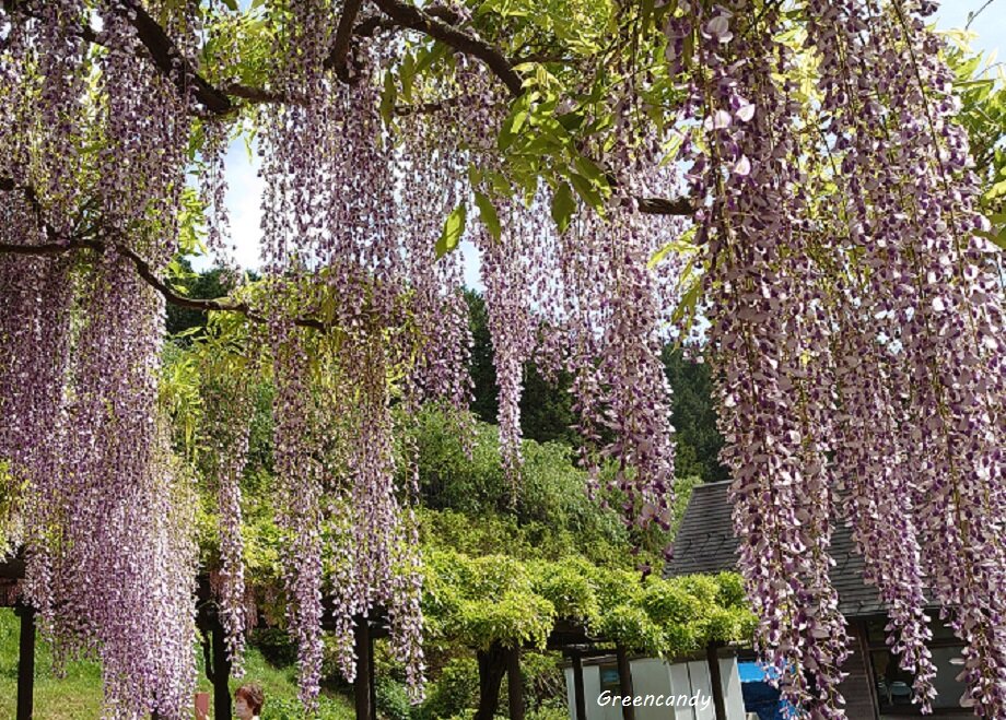 白井大町藤公園-20