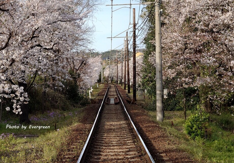 嵐電桜のトンネル-05