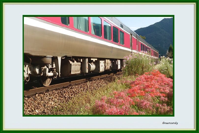 彼岸花と電車-04