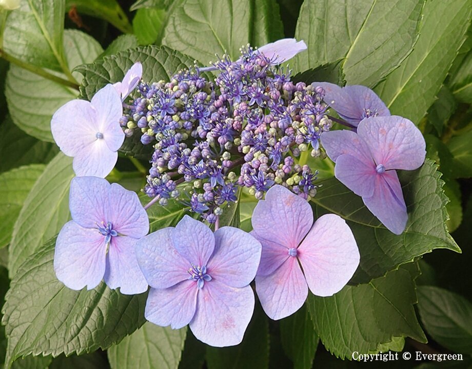 さすてな京都の紫陽花-06