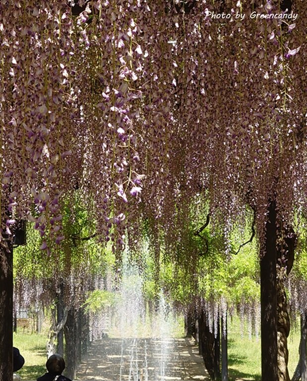 白井大町藤公園-14