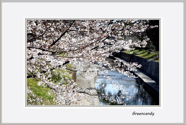 夙川公園の桜-20