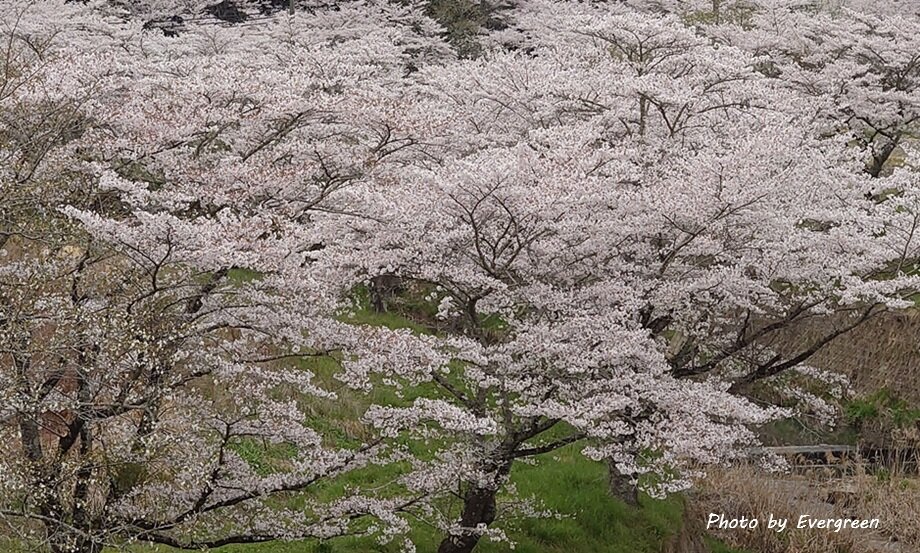 丹波の桜-02