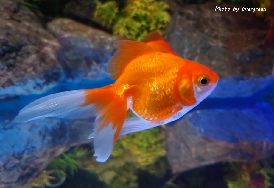 奈良金魚ミュージアム-15