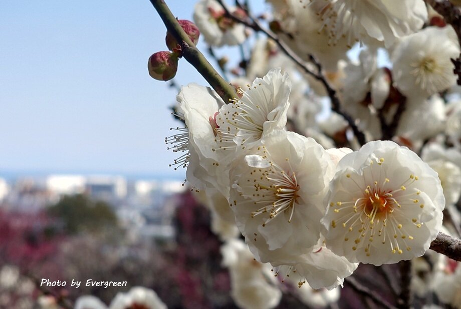 須磨離宮公園の梅-05