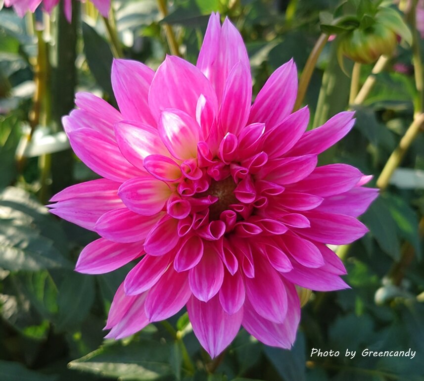 馬見丘陵公園の秋の花々-14