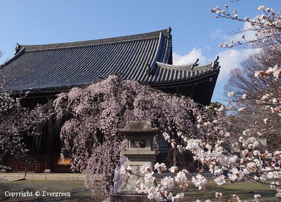 立本寺の桜-02