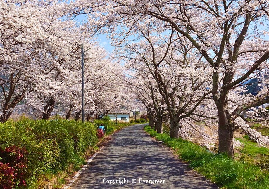 柏原川桜-05