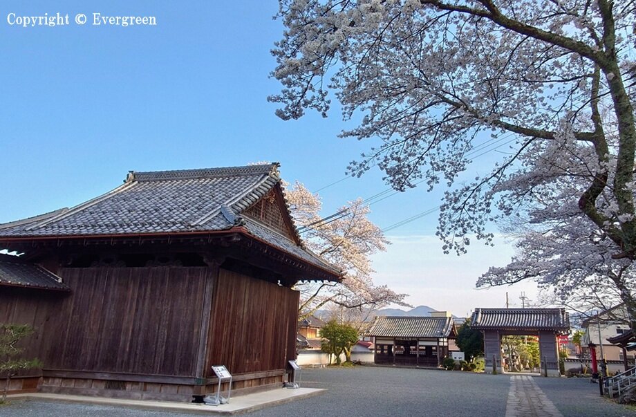 春日神社の桜-05
