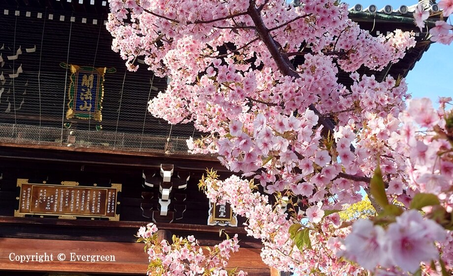 頂妙寺の桜-04