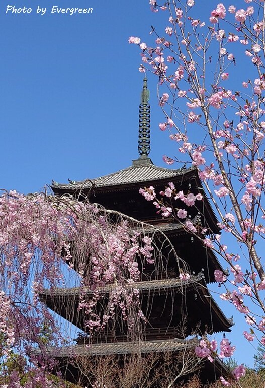 仁和寺の桜-01