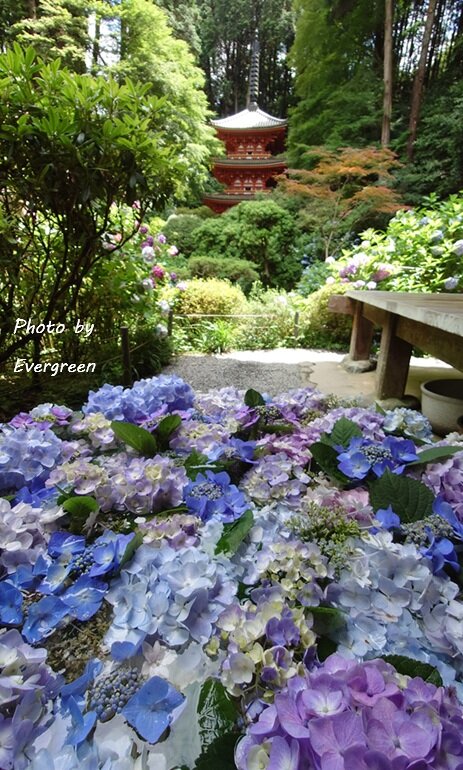 岩船寺のあじさい-07