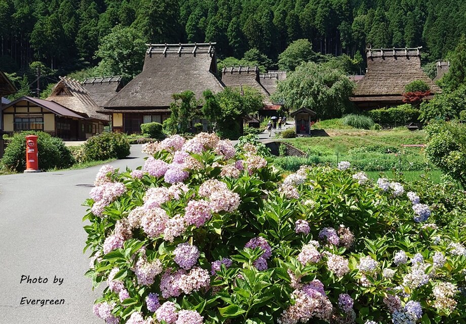 深山かやぶきの里ひまわり-04