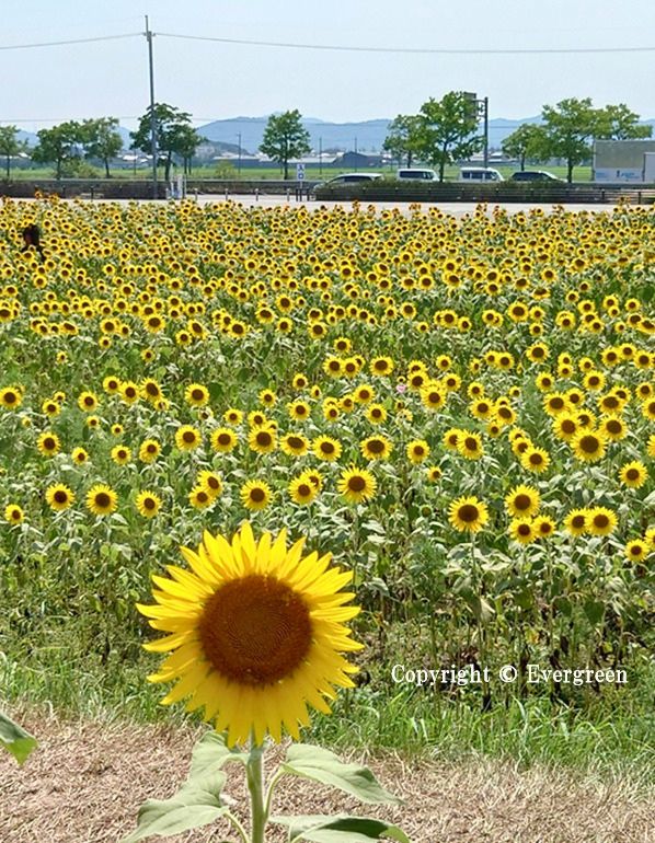 小野ひまわりの丘公園のヒマワリ-05