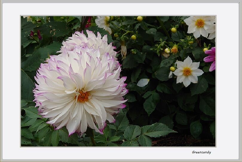 明石海峡公園の花々-06