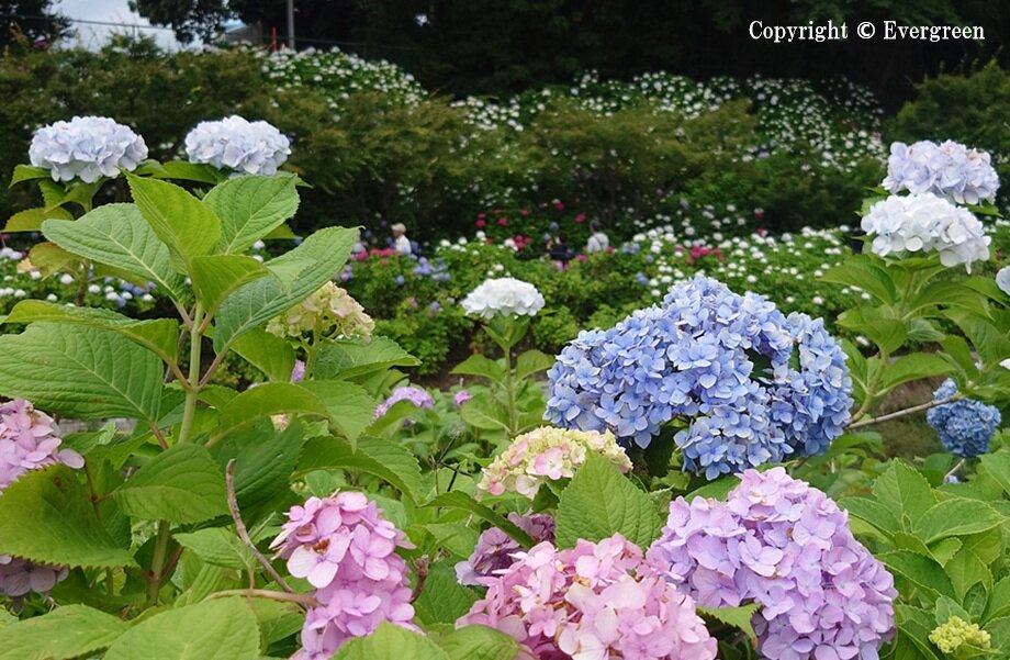 さすてな京都の紫陽花-01