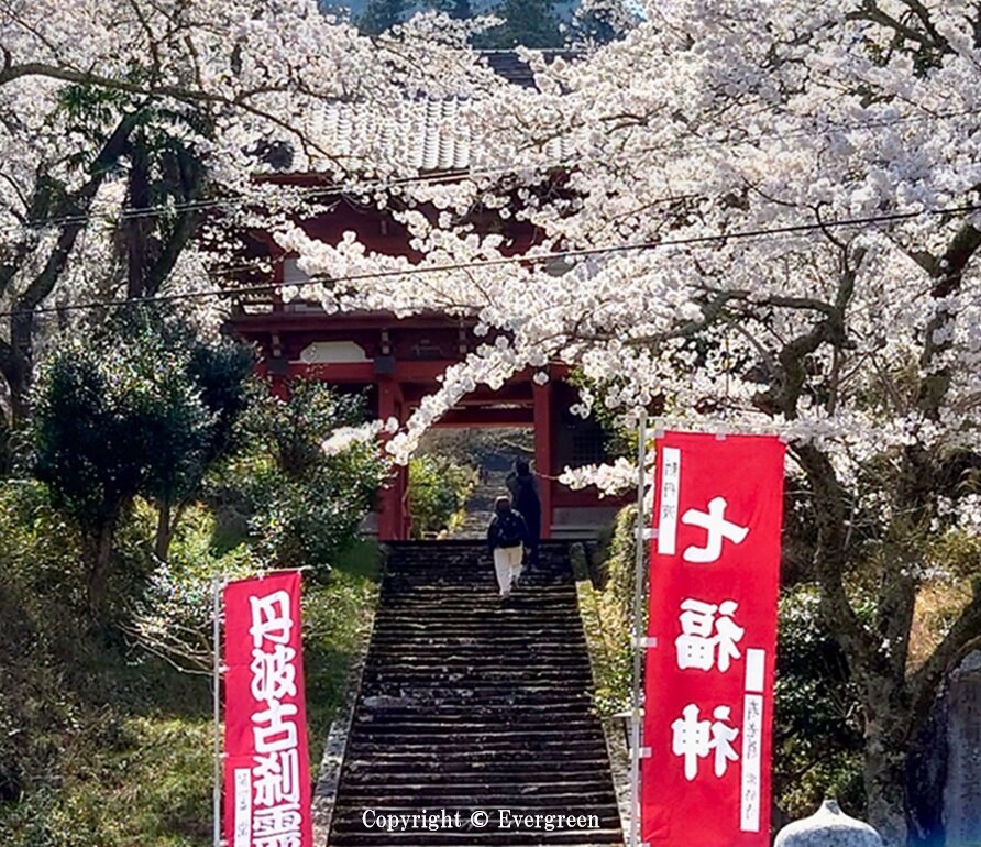 常勝寺の桜-03