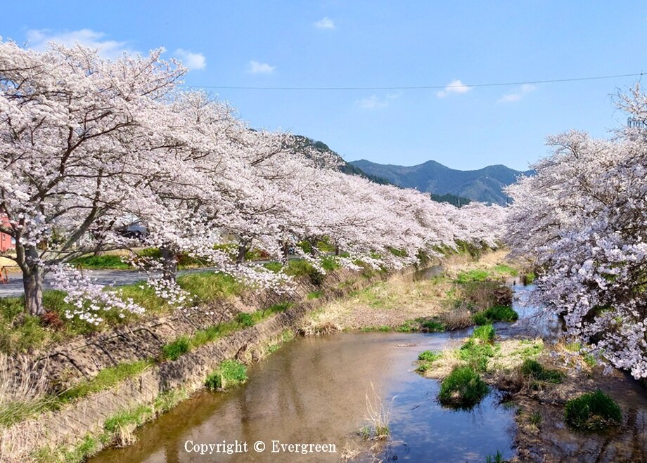 柏原川桜-01