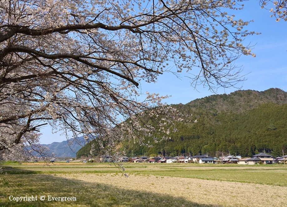 加古川堤防の桜-05