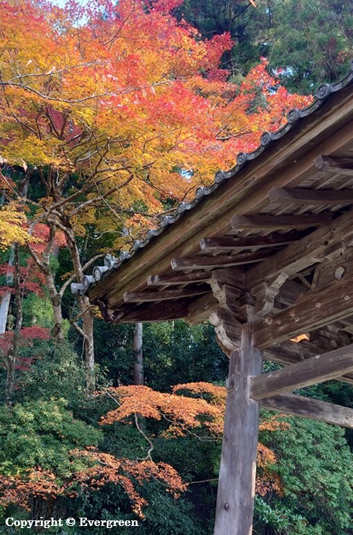 勝林院の紅葉-02