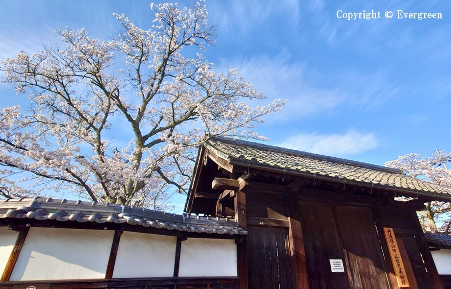 丹波篠山市内の桜-05