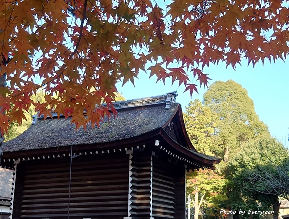 上賀茂神社の紅葉-10