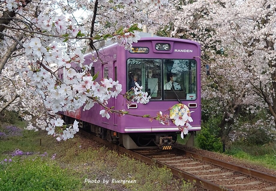 嵐電桜のトンネル-01