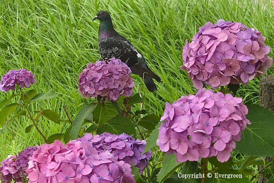 夙川公園の紫陽花-12