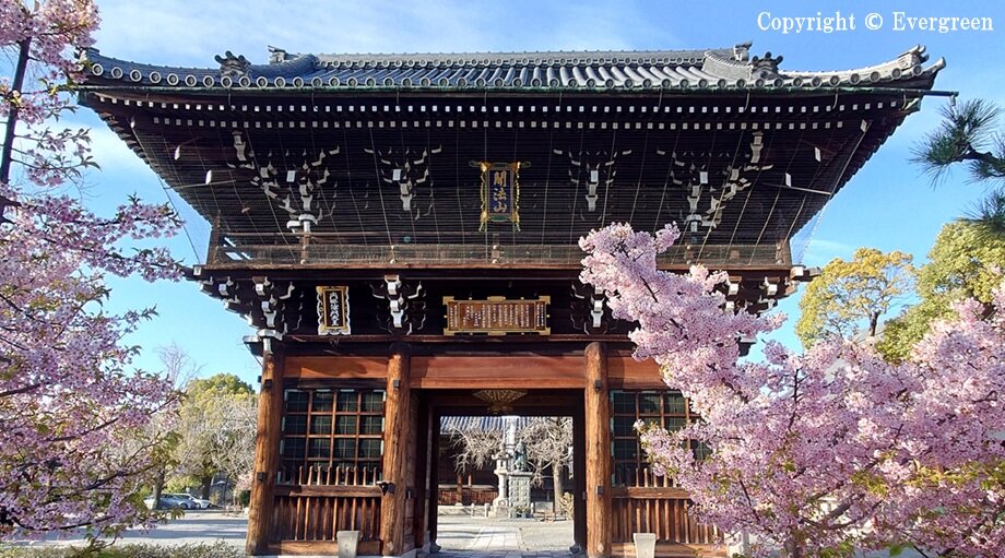 頂妙寺の桜-01