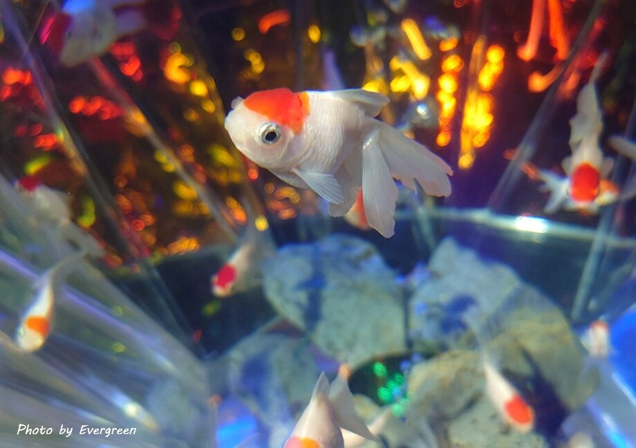 奈良金魚ミュージアム-27