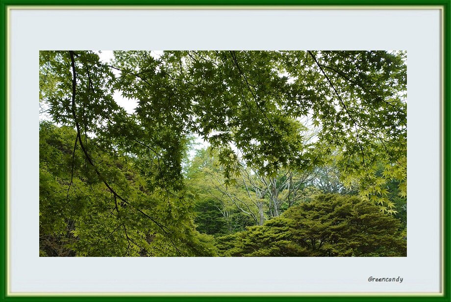 六甲高山植物園-11