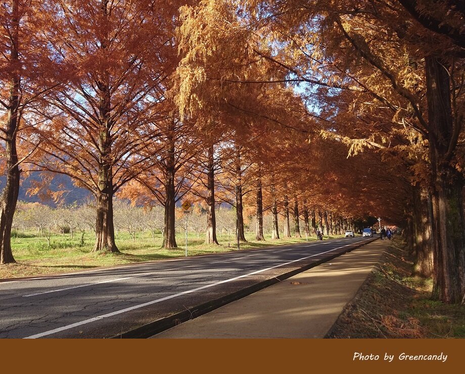 高島市メタセコイア並木道の紅葉-04