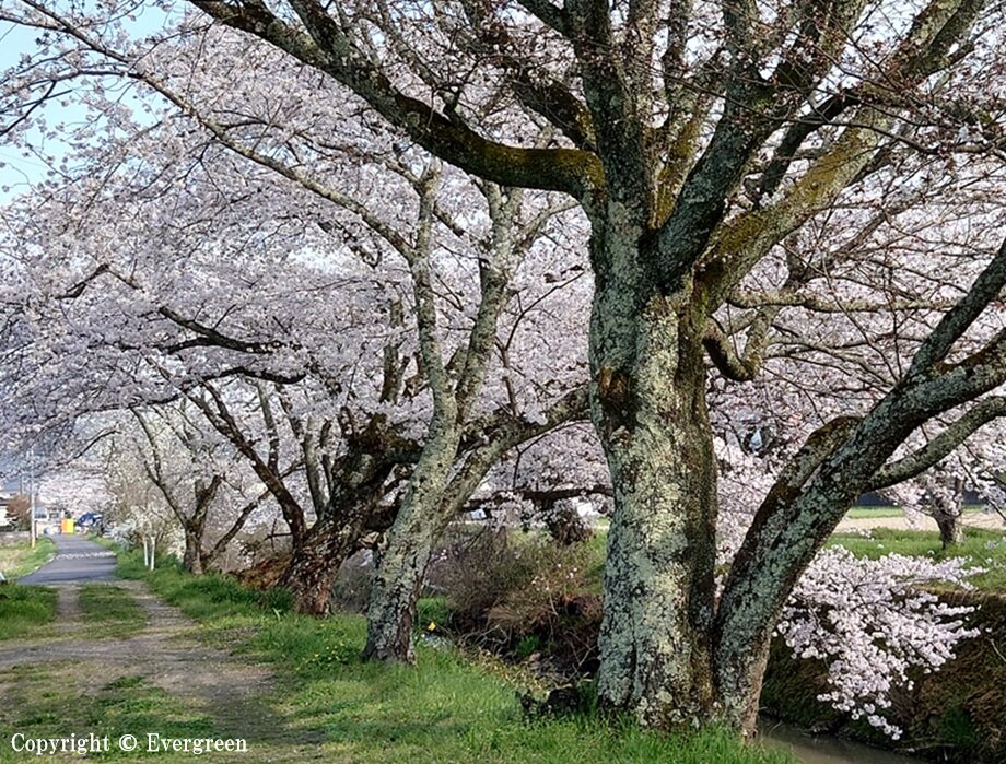 黒井川桜堤-04