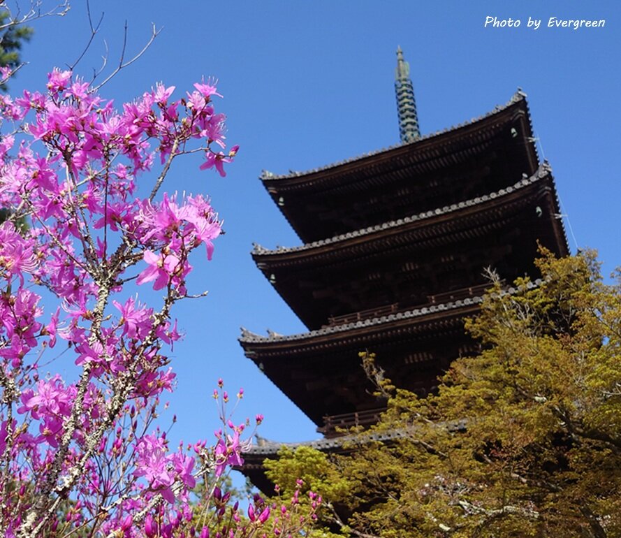 仁和寺の桜-06