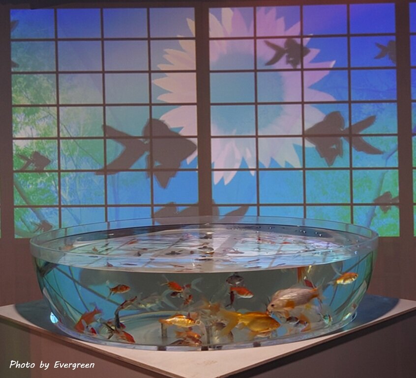 奈良金魚ミュージアム-18