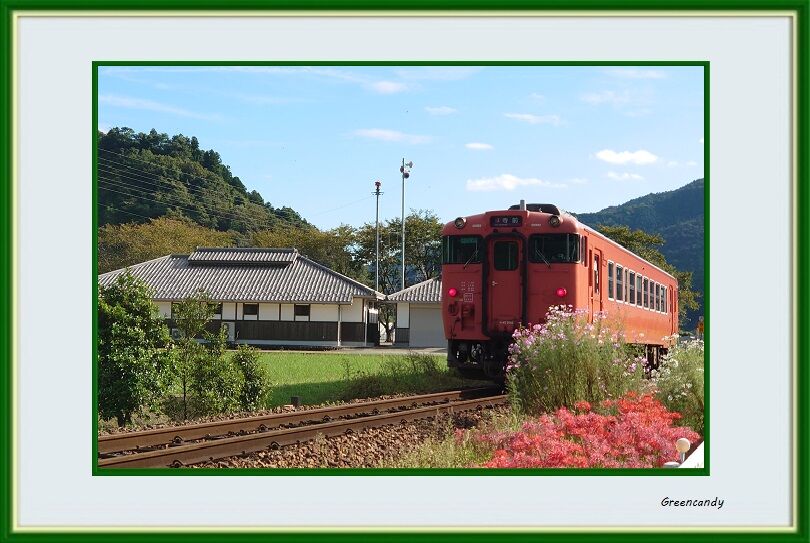 彼岸花と電車-01