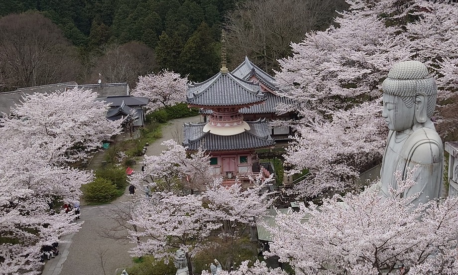 壺阪寺の桜大仏サイドバー