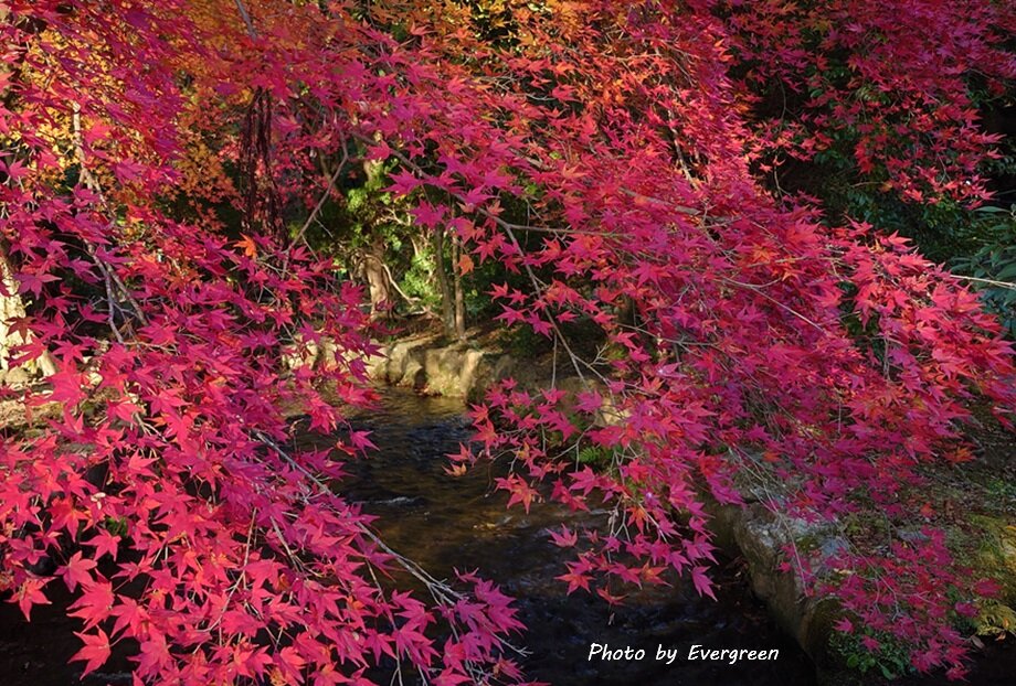 上賀茂神社の紅葉-09