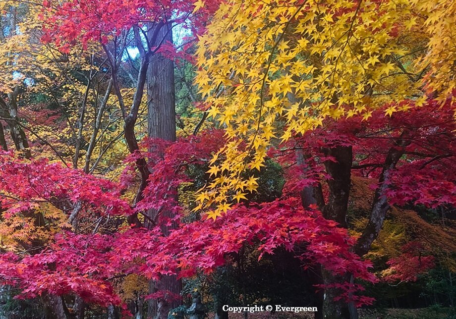龍穏寺の紅葉-03