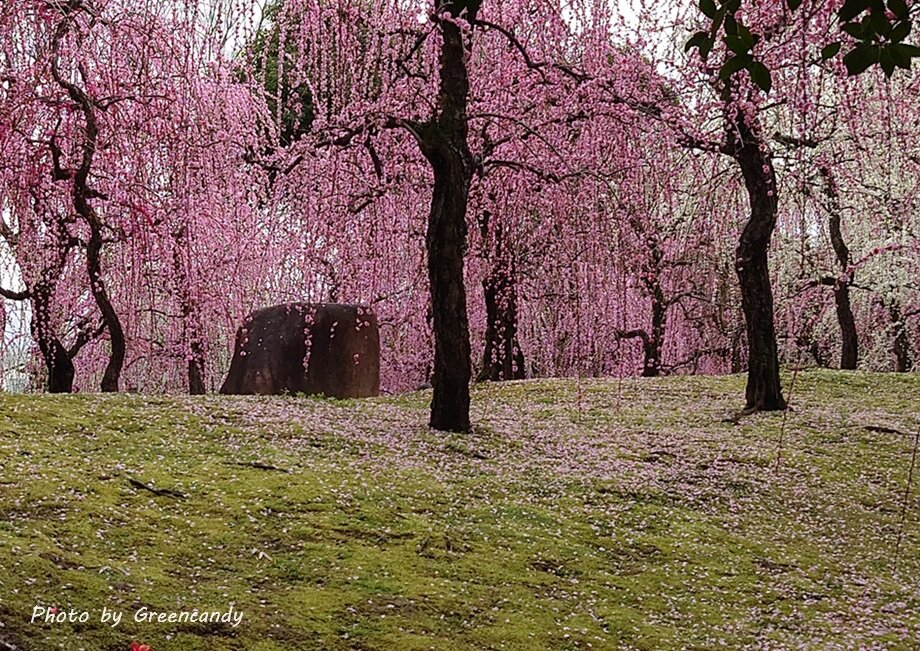 城南宮の梅-14