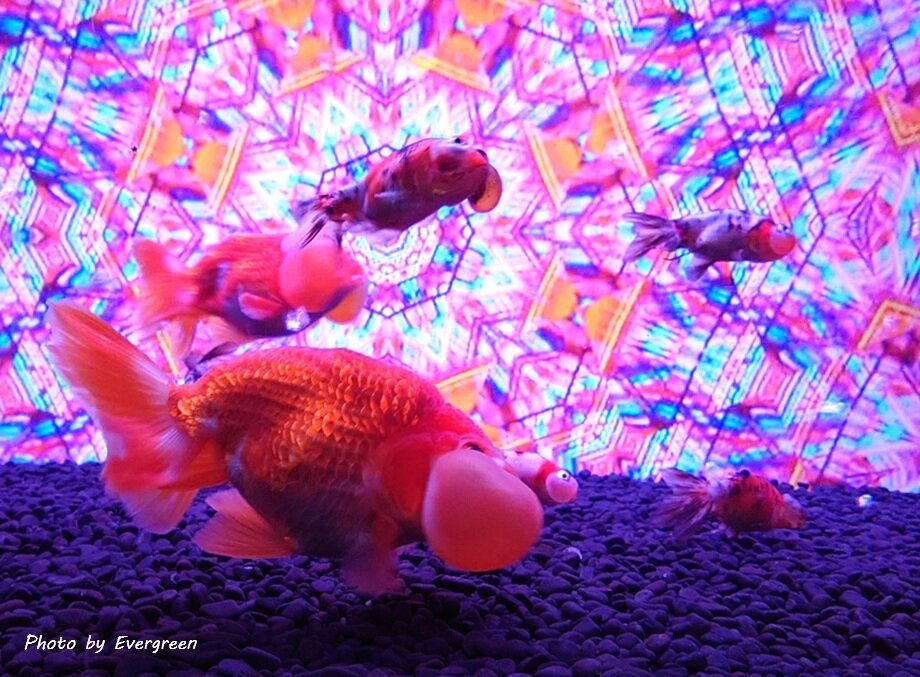 奈良金魚ミュージアム-29