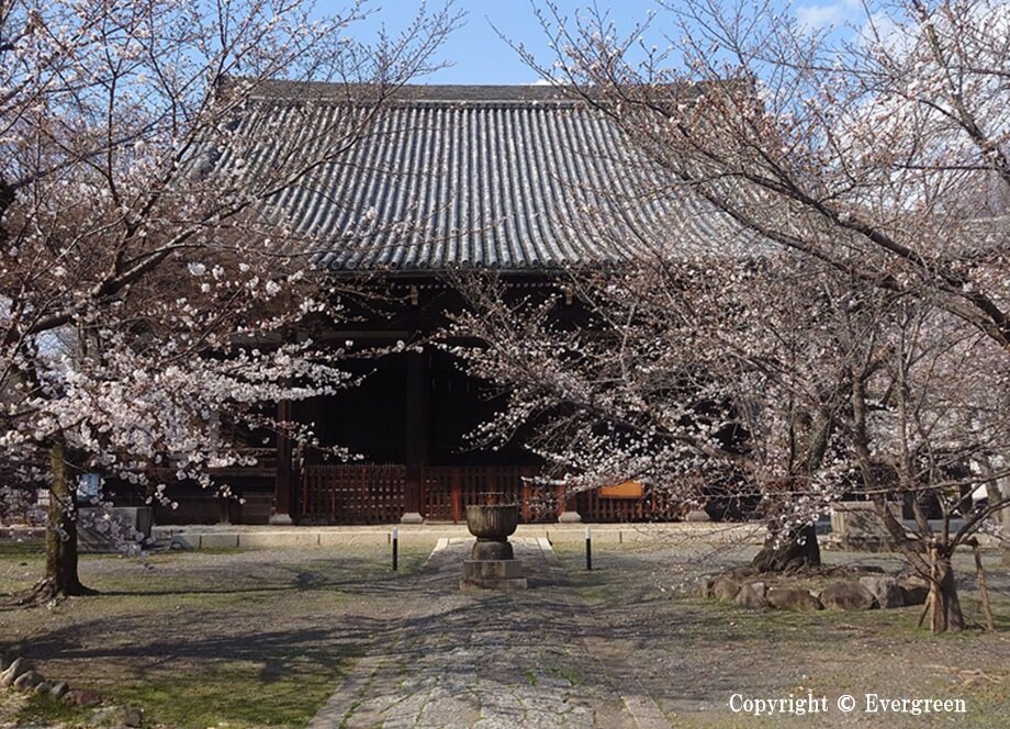 立本寺の桜-05