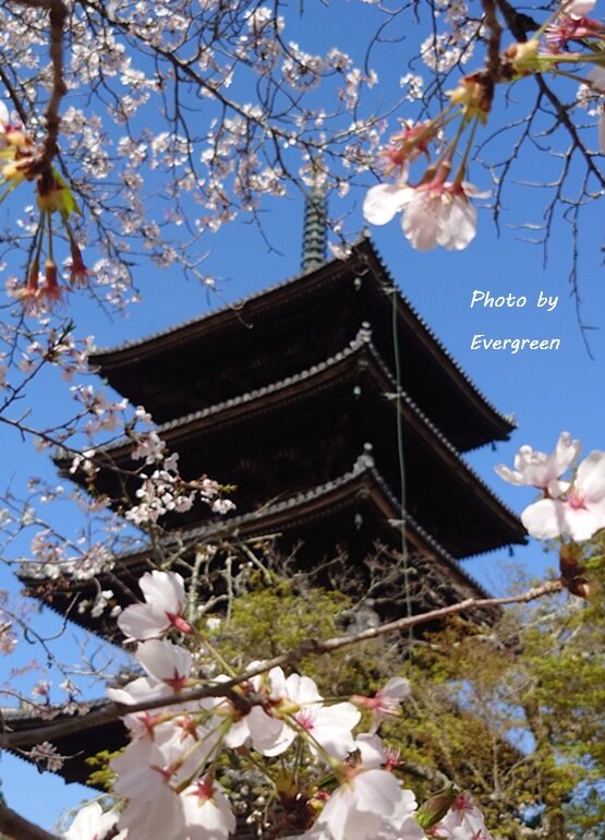 仁和寺の桜-07