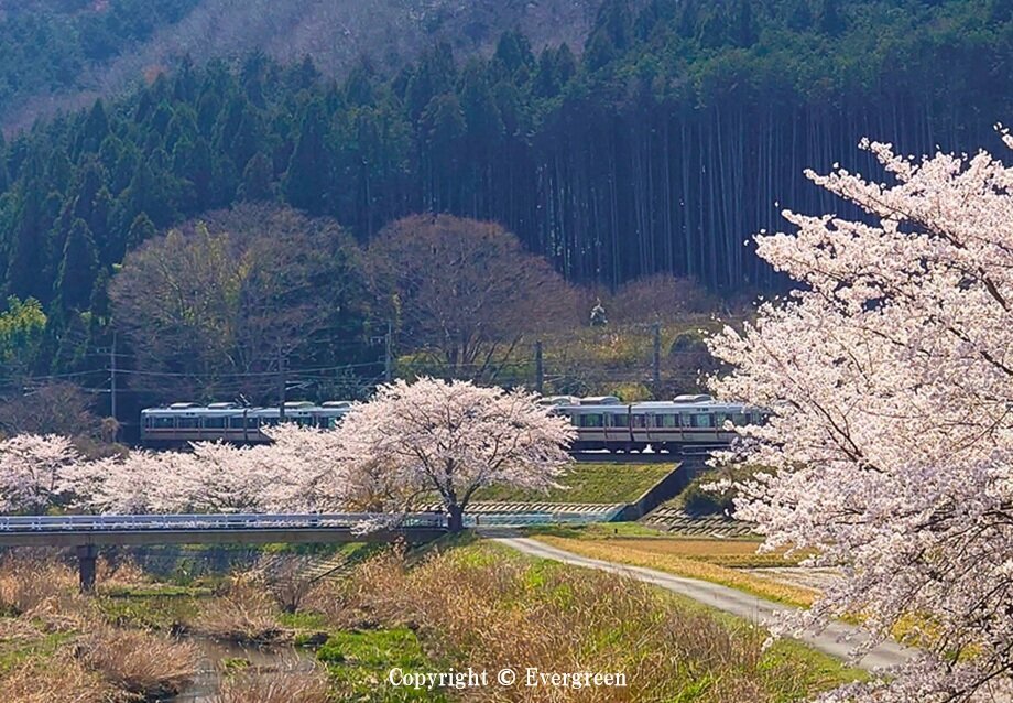 JR草野駅周辺の桜-02