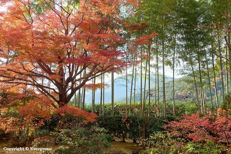 宝泉院の紅葉-01