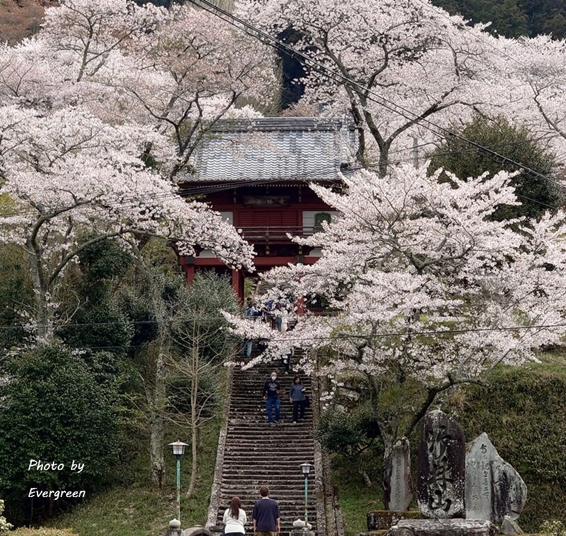 常勝寺の桜-06