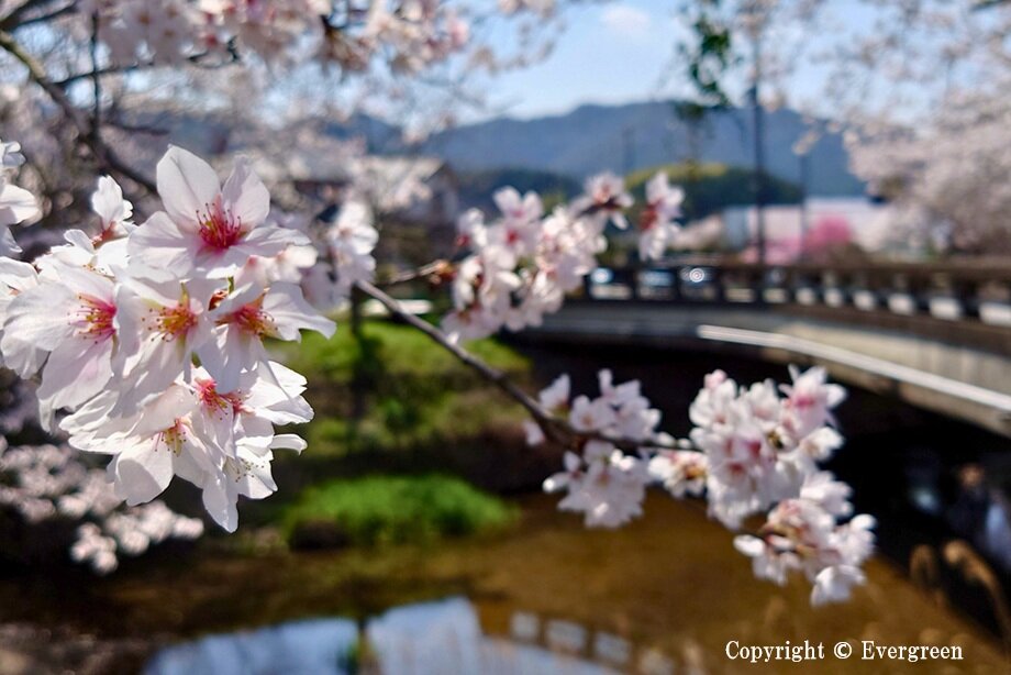 柏原川桜-03